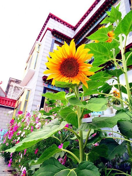 Lasalvzhiyuan Over view