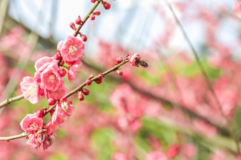 千岛湖福朋喜来登酒店(Four Points By Sheraton Qiandao Lake)欢迎您！