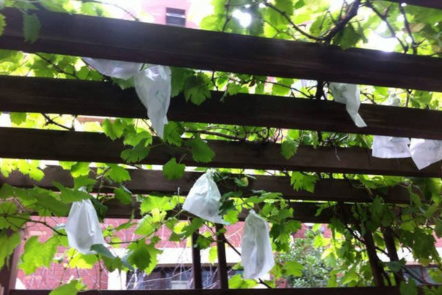 Pushe TownhouseOver view