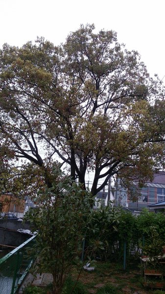 Yun Garden Hotel Shanghai Over view