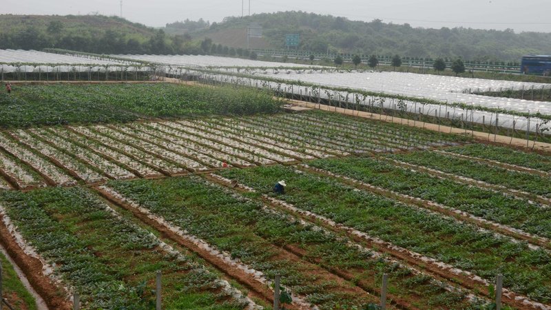 Songguiyuan Ecological Farmhouse Over view