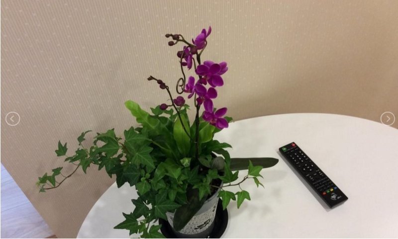 Orange Pig Inn 酒店外观