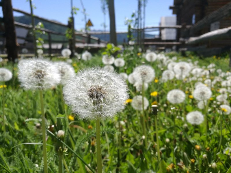 A DIS TANT HOME HEMU Over view