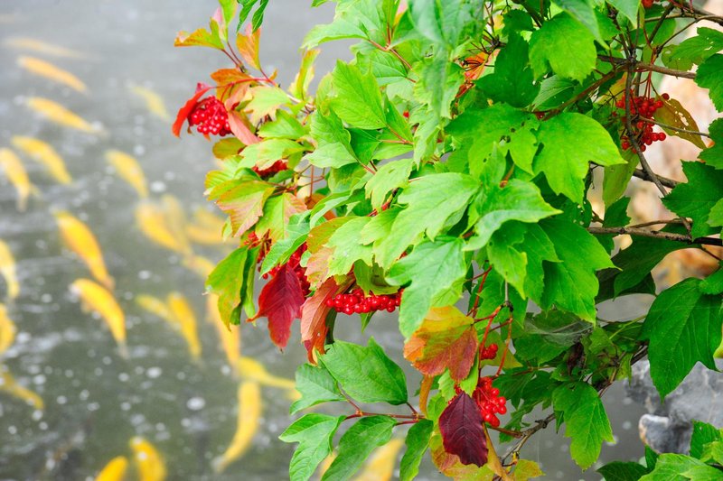 本溪小市一庄住宿