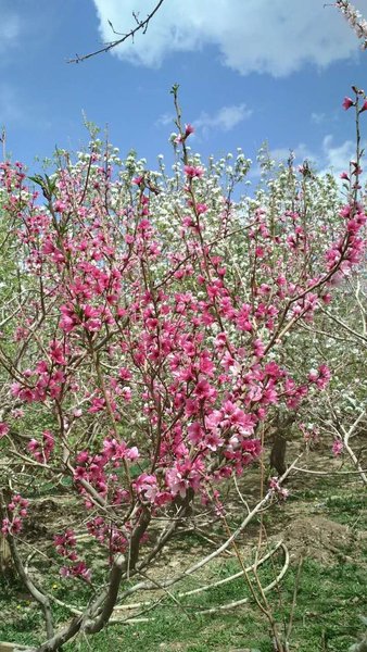 nongfushanzhuangOther