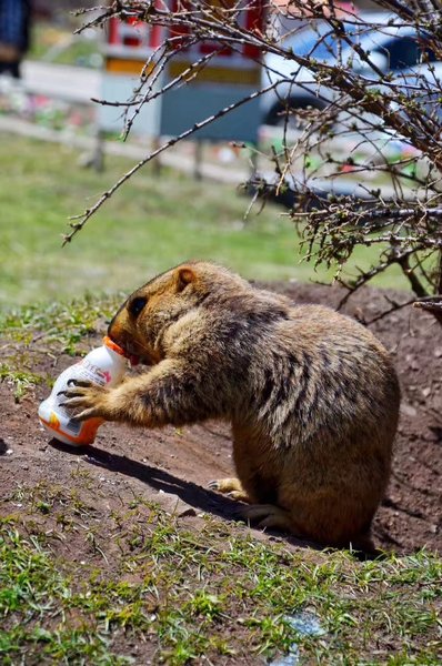 Happiness HotelOther