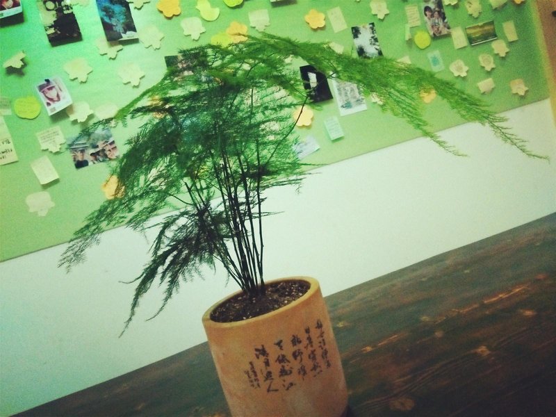 JOEY'S GARDEN  INTERNATIONAL YOUTH HOSTEL 休闲