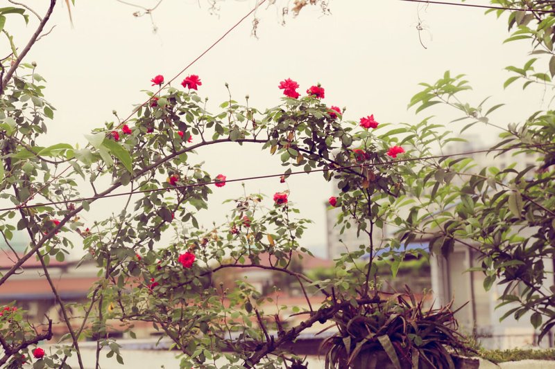 The Summer Day Over view