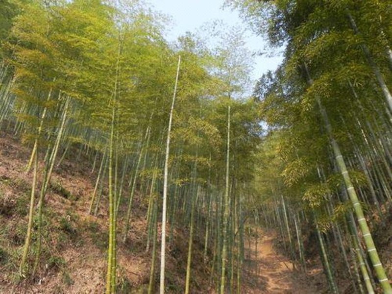 Zhuyun VillaOver view