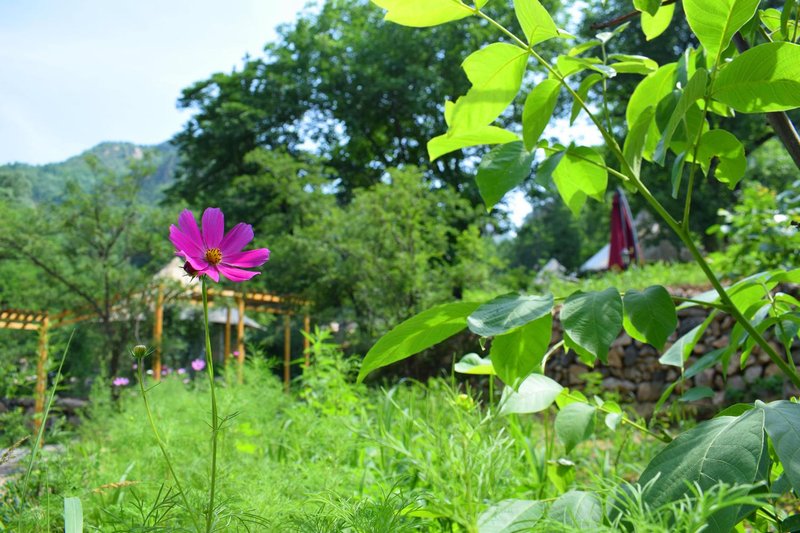 Yongye Mijing Tent Holiday Camp Over view