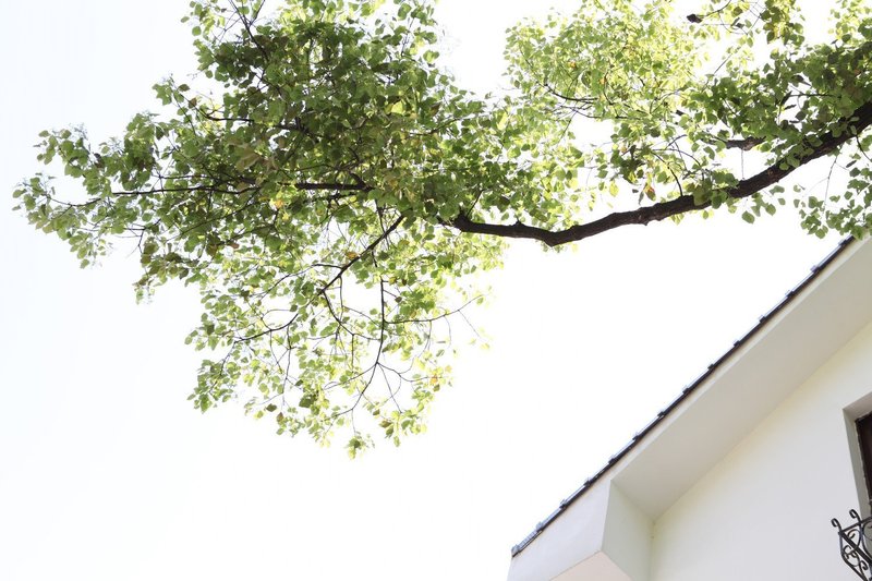 the Green Youth Hostel,hangzhou Over view