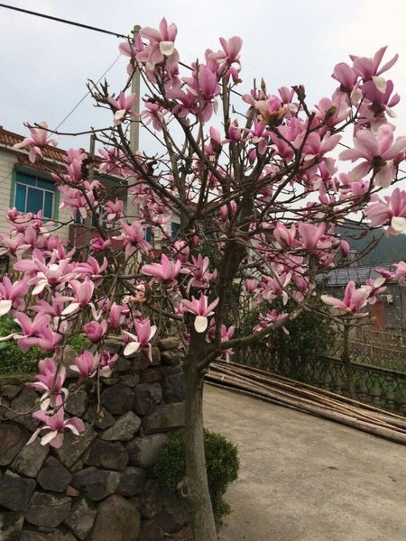 Dingjia Guqiao Mountain Villa Over view