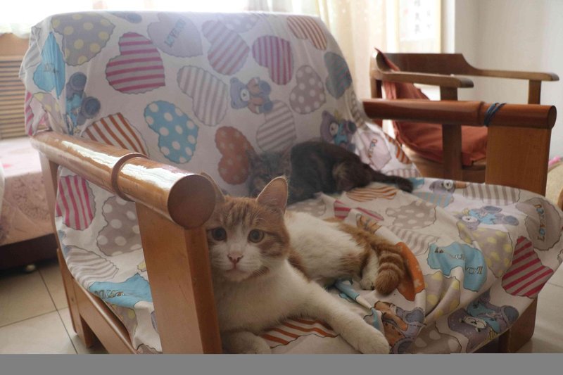 Lanzhou Lancat Pat Hostel Other