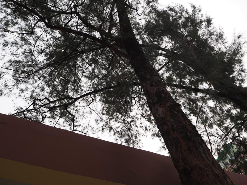 Shuxin Yayuan Courtyard Youth Hostel公共区域