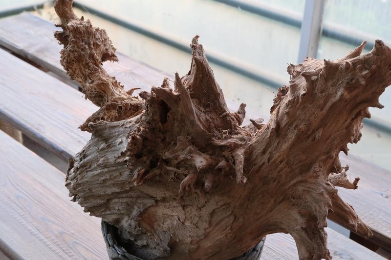 Cynthia Flora Hostel Other