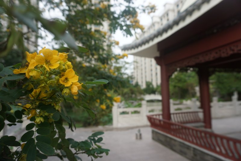 GUESTS COMINGOver view