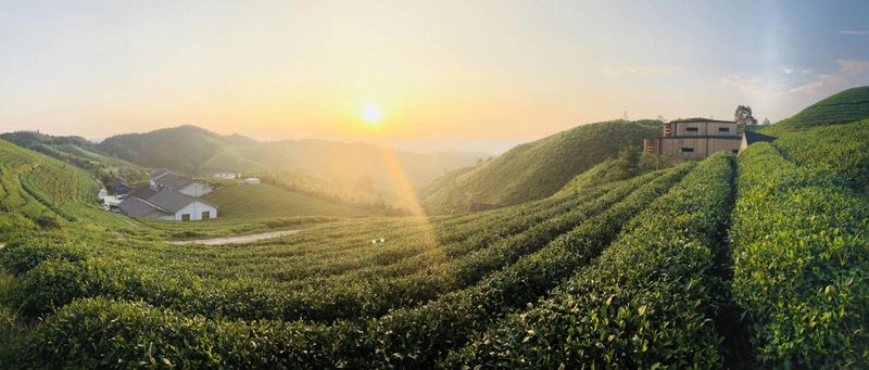 Longxingchong TeaTel Hostel Over view