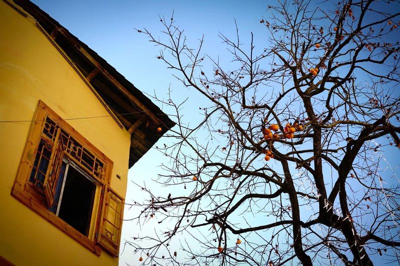 The persimmon yard of  the Conch Gully of Sichuan Over view