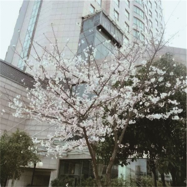 Xiongchu International HotelOver view