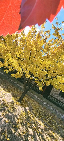 Jiucheng Palace Courtyard InnOver view