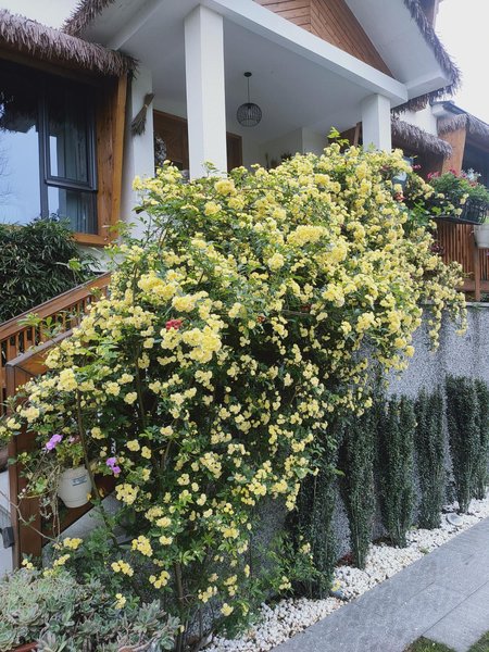 Xiaoyin Suyan HostelHotel public area