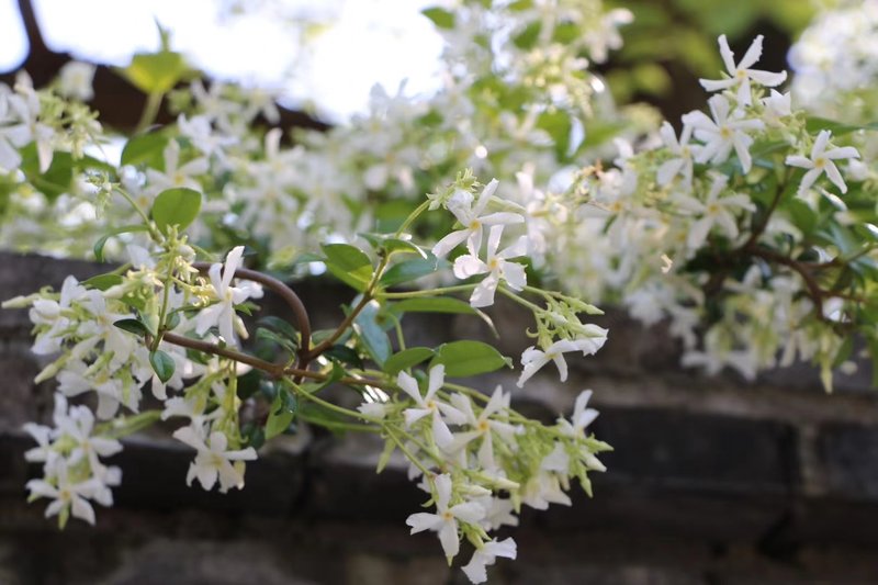 Xiaoyin Suyan HostelHotel public area
