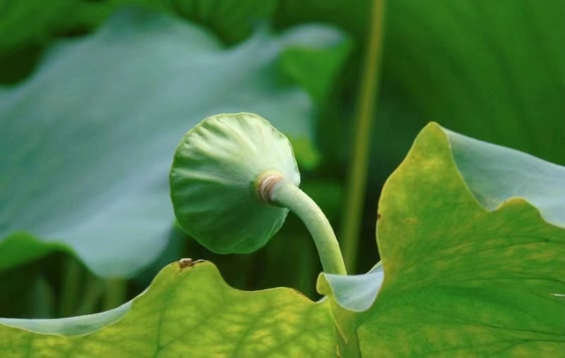 Hanting Hotel (Hangzhou West Lake Baochu Road)周边景点