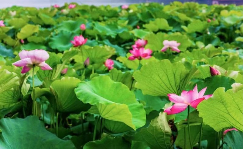 Hanting Hotel (Hangzhou West Lake Baochu Road)周边景点