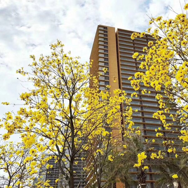 Blue Dolphin Resort HotelOver view