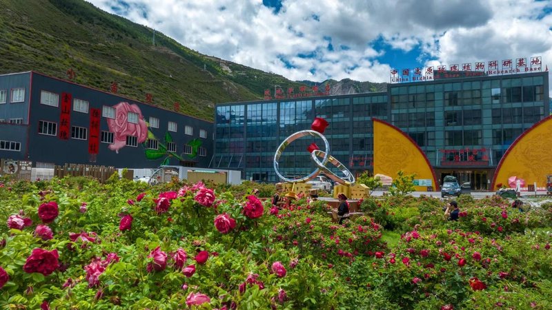 Little Golden Rose Xueyan Resort Over view