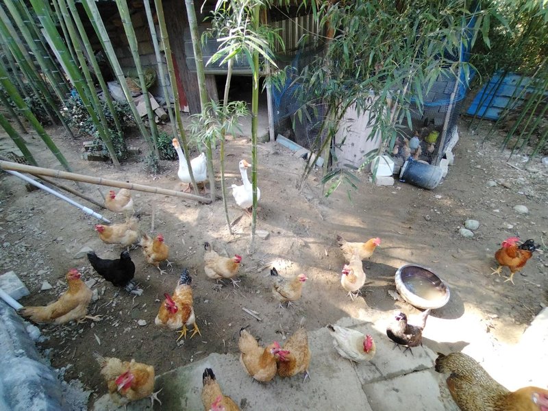 Anji Taoyuanmingbai Homestay 休闲