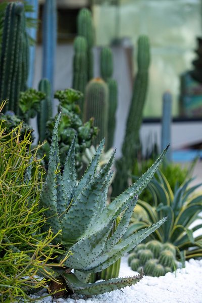 Wild Villa Over view