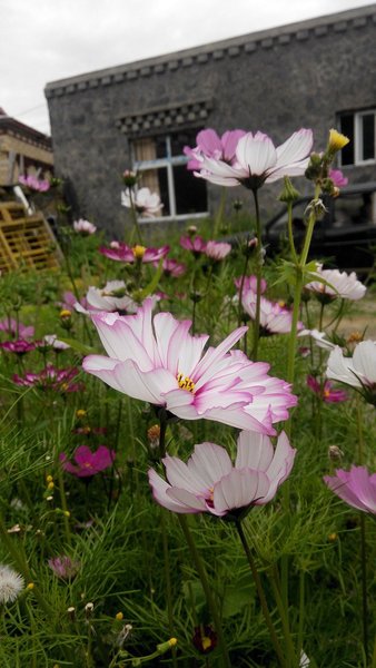 Dao Cheng SuKhavati BloomOver view