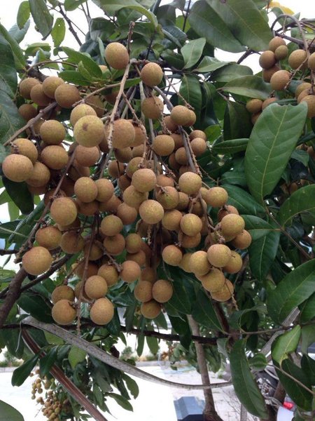 Guangzhou Youyuan Holiday Villa 周边景点