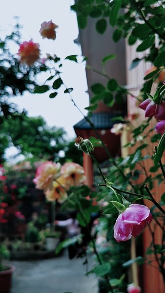 Ancient Street No.5 Cloud Inn Wuyishan Over view