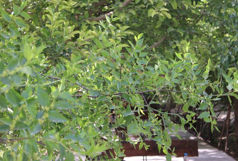 nongfushanzhuangOther