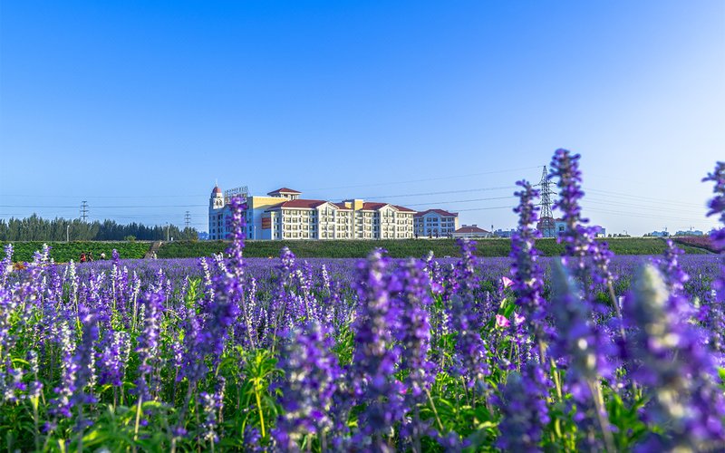 Country Garden Phoenix Hotel Over view