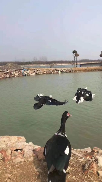 Henghai Ecological Agricultural Sightseeing ParkOver view