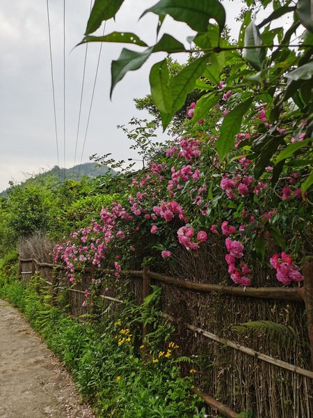 Heming Mountain House in Wuyishan Over view