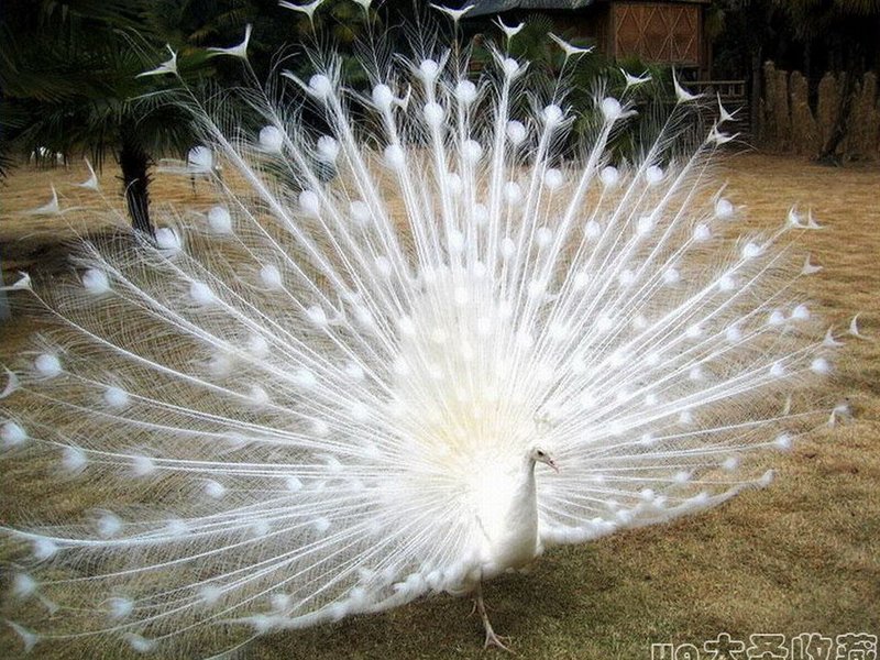 China Peacock Court Peacock Villa Over view